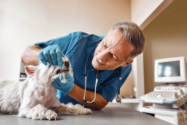 Best Mobile Emergency Dentist in Hancock, MD